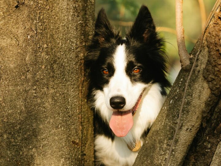 Park Stare Koryto Warty